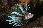 Pterois-volitans Rascasse volante-Bonaire Sharon serenity-21m-20180218-Denis-ADER-DSC_6618_tn